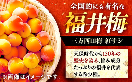 自家製 梅干し 900g × 1箱 / うめぼし 梅 うめ 福井県 小浜市 / 今富食料品店 [BFAN004] 