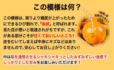 熊本県大津町産 タカハマ観光農園の太秋柿 約2.5kg《10月上旬-11月下旬頃出荷》