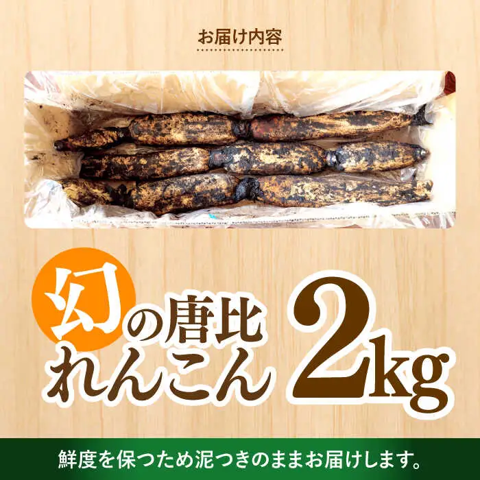 幻の唐比れんこん 2kg AHCA002 れんこん