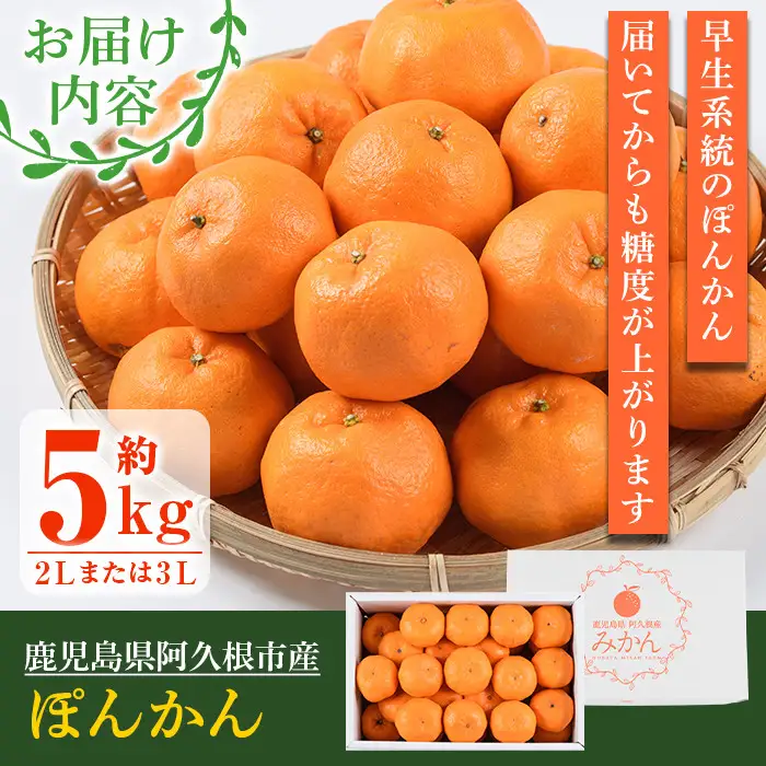＜先行予約受付中！2026年12月下旬以降順次発送予定＞数量限定！鹿児島県産 手詰めぽんかん(計約5kg・2L or 3L) 旬 フルーツ 果物 くだもの ポンカン 早生系統 デザート ノーワックス 阿久根市産 期間限定 数量限定 手詰 手作業【三笠農業生産】akn051-01