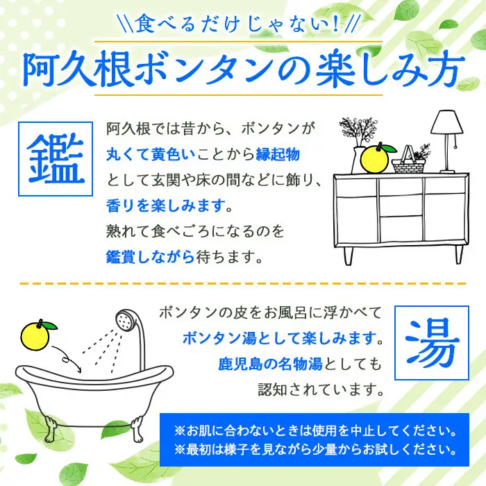 ＜先行予約受付中！2026年12月中旬以降順次発送予定＞ 阿久根ぼんたん(Lサイズ・6玉入) 阿久根市 ボンタン 文旦 柑橘 果物 フルーツ 新鮮 旬 特産品 鹿児島県 九州産 国産 期間限定 数量限定 【泰平食品】akn007-03