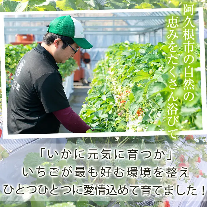 ＜先行予約受付中！2026年12月上旬以降順次発送予定＞凍眠君使用！農園ガーデン空産冷凍いちご(計1.8kg・600g×3P)国産 鹿児島県産 いちご イチゴ 苺 恋みのり 紅ほっぺ かおり野 フルーツ 果物 くだもの おやつ 冷凍 凍眠 フローズン 自社農園【農園ガーデン空】akn026-04