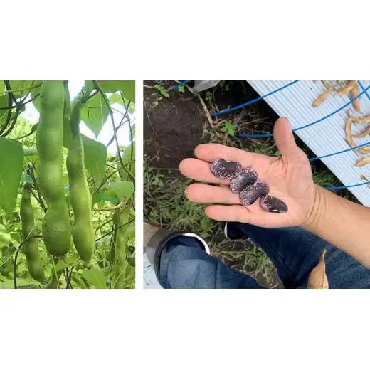 嬬恋村 浅間高原特産【 大粒 】花豆 甘露煮 3袋 数量限定 [AI003tu]