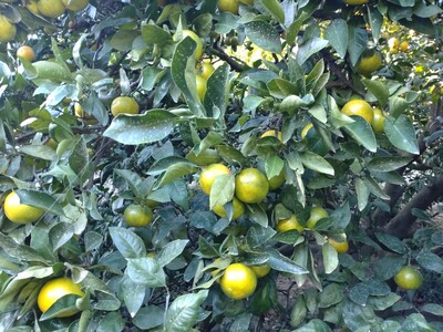 【周防大島産】宮川早生みかん（早生種）10kg