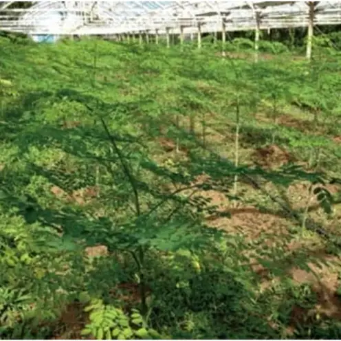 奇跡の植物＜モリンガ＞パウダー（2個セット） ☆ お茶 お手軽 持ち運び 沖縄 読谷村産