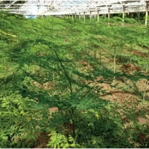 奇跡の植物＜モリンガ＞タブレット（5個セット） ☆ お手軽 持ち歩きに 読谷村産 飲みやすい 沖縄