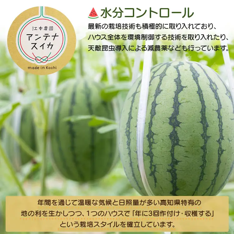 【江本農園のスイカ】アンテナスイカ 1玉 【先行受付】 em-0017