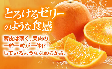 紅まどんな（8個-15個）【11月下旬から順次発送】紅まどんな みかん[AGBA001]