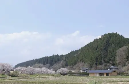 【FIL】小国杉カップ(小) SUGI CUP SMALL　ビアカップ 小 コップ 割れない 木製 食器 杉 小国杉 受注生産 ビール おしゃれ ギフト 贈答用 Foreque 熊本 阿蘇 南小国町