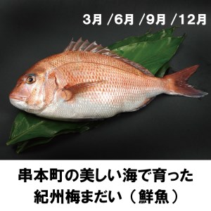 【定期便】3ヶ月分 本州最南端からお届け♪ 海の幸定期便【tkb121】