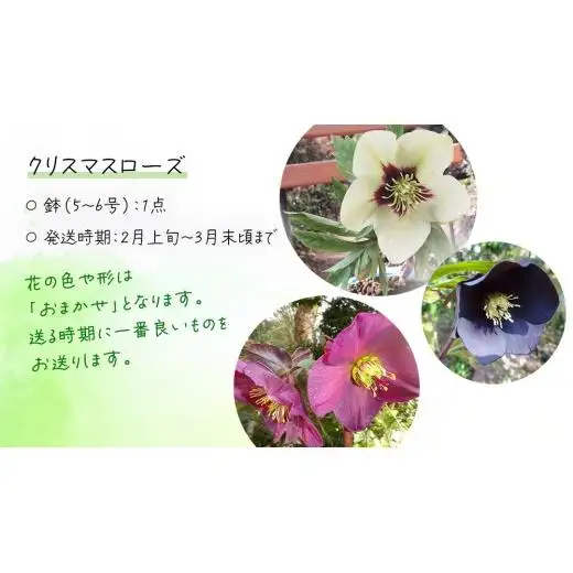 《 先行予約 》【 確実園 オリジナル 】 クリスマスローズ （おまかせ1点）
