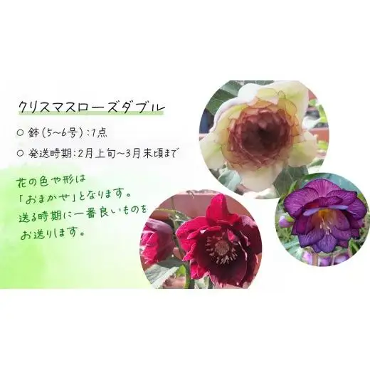 《 先行予約 》【 確実園 オリジナル 】 クリスマスローズ ダブル （おまかせ1点）