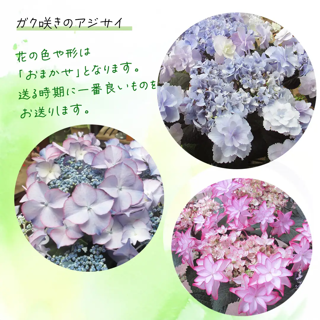 ≪先行予約≫ アジサイ ガク咲き 【 おまかせ 1点 】 【2027年4月上旬頃より発送開始】