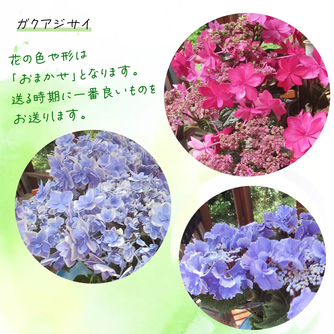 ≪先行予約≫ ガク アジサイ 【 おまかせ 1点 】【2027年4月上旬頃より発送開始】