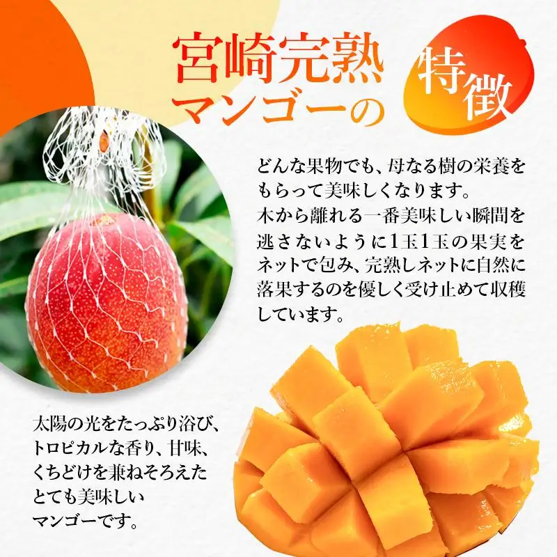 【先行予約】大玉！糖度12度以上 西都市産完熟マンゴー4L×2玉（計1kg程度） 2026年発送＜26-2a＞