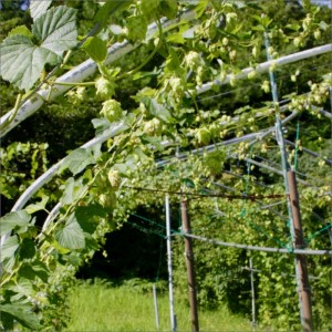 クラフトビール　TK100-Fresh HOP MEISTER ［Green］（瓶）　京丹後産ホップ使用　6本セット