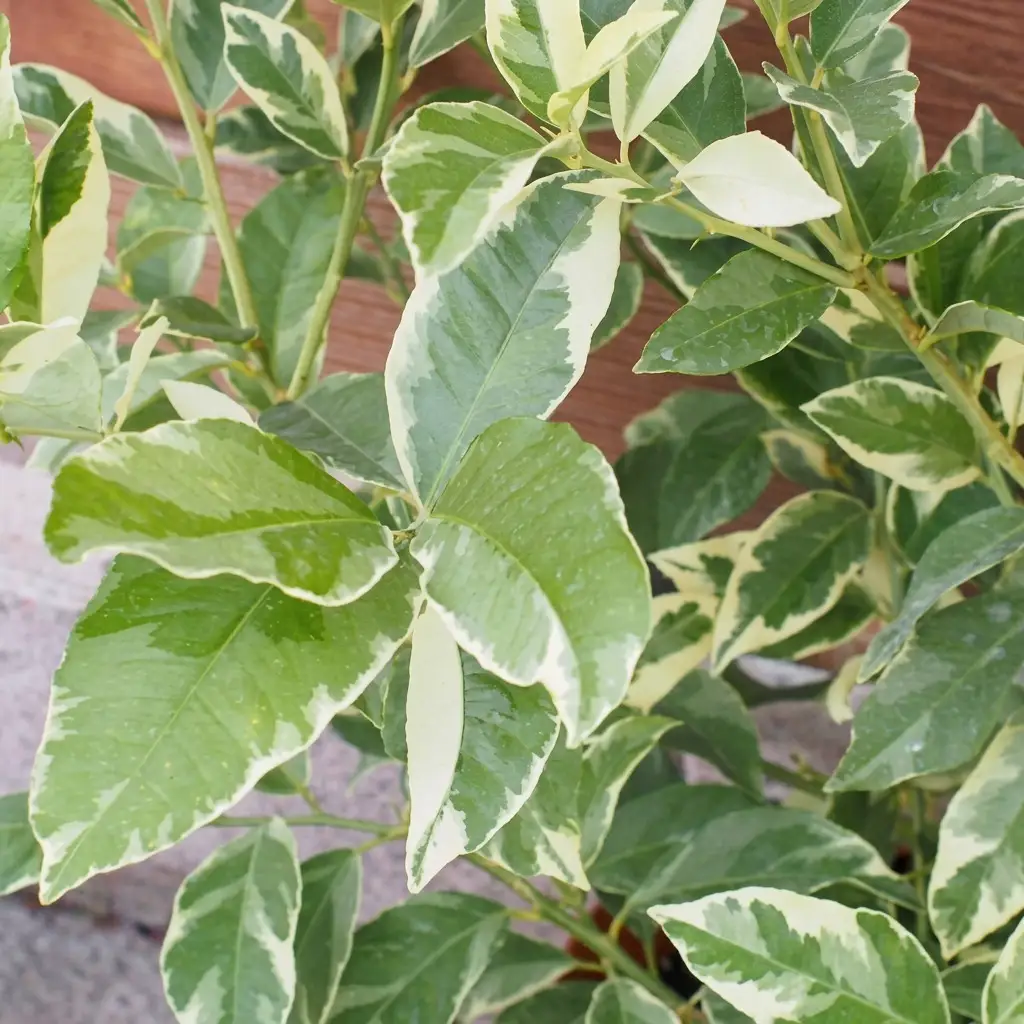 鉢植え レモンの木 斑入り ピンクレモネード 鉢植え