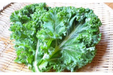 力丸さんのこだわりカラフル野菜　【11218-0182】