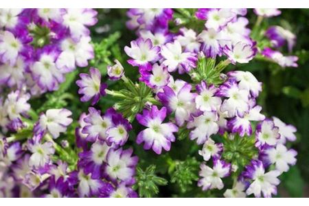 ＜6か月定期便＞花のある暮らしで心もハッピー。季節の寄せ植え6ヵ月コース　【11218-0061】
