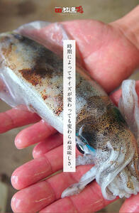 朝どれ アオリイカ 3～8杯 スミ抜き 冷凍 若狭湾産 朝どれ魚 イカ 烏賊 いか 冷凍イカ 海鮮 福井 福井県 若狭町