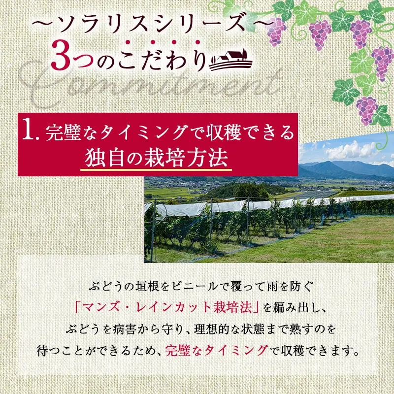 赤ワイン 信州ワイン ソラリス千曲川 メルロー 赤ワイン