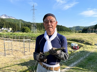 アスパラガス 先行予約 夏アスパラガス 約1.3kg S～2L 訳あり 不揃い やまたけ農園 規格外 アスパラ グリーンアスパラ 野菜 夏野菜 夏 旬 産地直送 2026年 2026 予約 青森 冷蔵 冷蔵配送 7月～9月発送