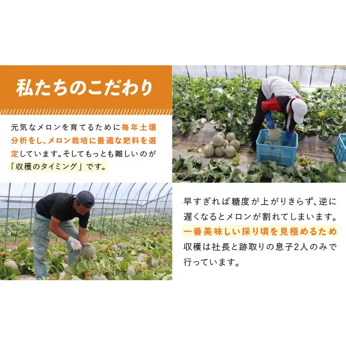 TVで話題【2026年発送】北海道 富良野 赤肉 メロン 2玉 計3.2kg以上