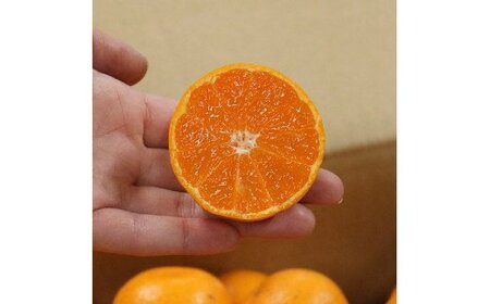 【2026年先行予約】【産地直送】和歌山 湯浅町産 田村みかん 5kg (サイズおまかせ)_BL6149n
