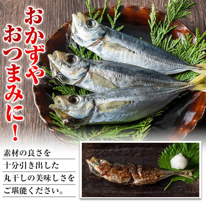 国産真あじ丸干し(計48尾・16尾×3箱：計2.5kg以上)干物 鯵 セット 魚 魚介類 簡単 調理 冷凍【E-21】【水永水産】