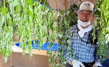 タラノキ茶 18g (1.5g×12包) お茶 茶葉 ティーパック 健康茶