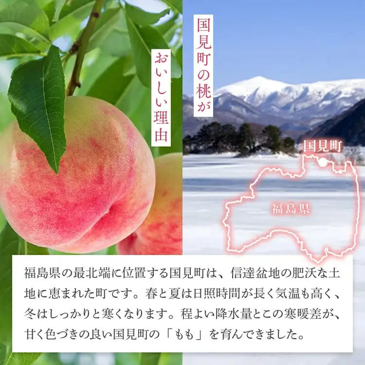 透過式光センサー川中島白桃 特秀5kg相当 15玉～18玉＜ ふくしま未来農業協同組合 ＞ | ふくしま 桃 福島 もも 国見 モモ ※2026年8月～発送
