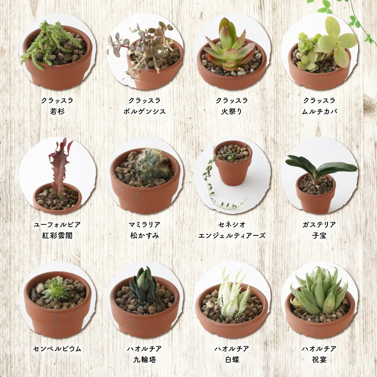 多肉植物の小苗40本（種類）セット