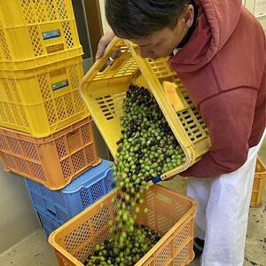 知多半島オリーブ＋イタリア EVオリーブオイル 3本 セット
