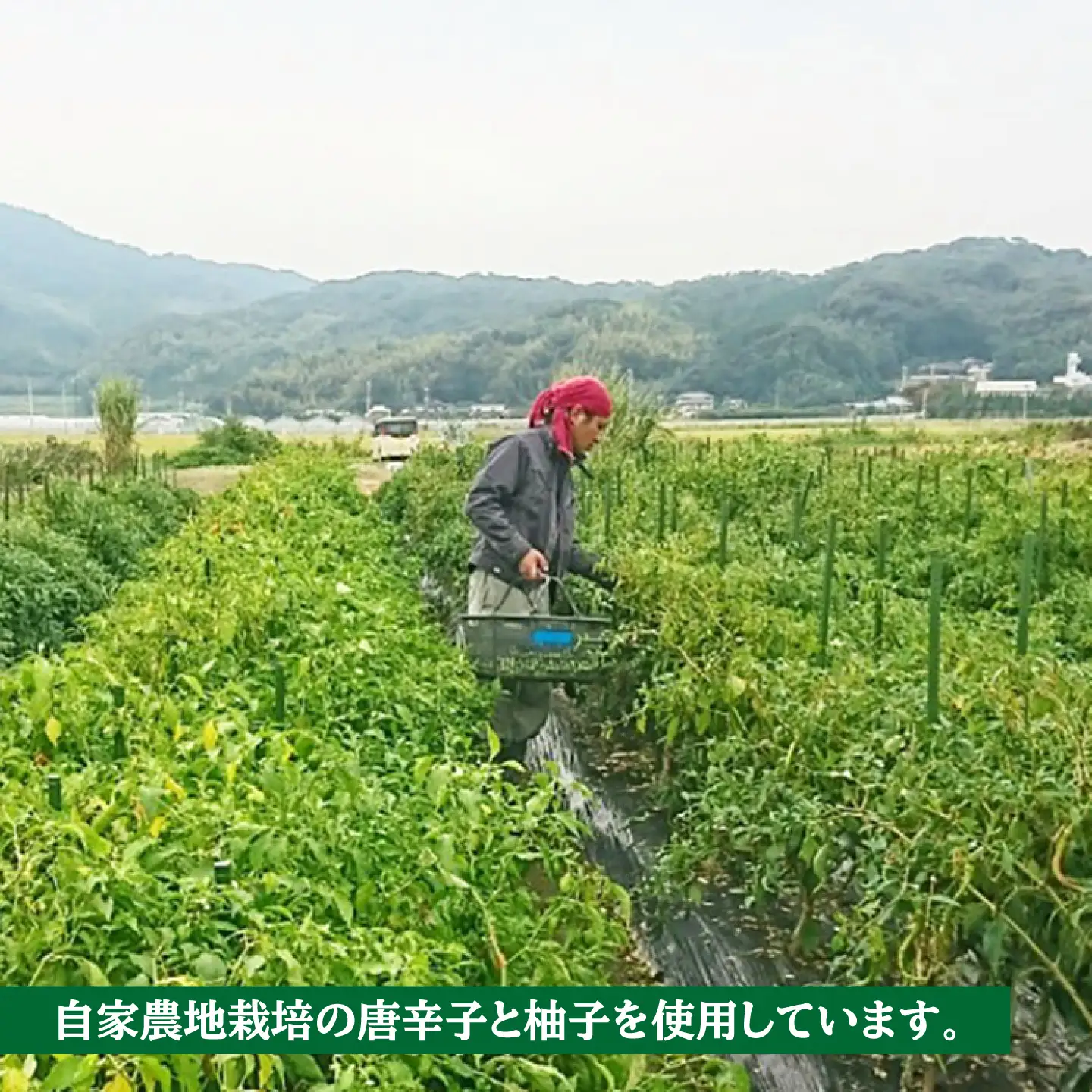 糸島産 手造り 極上 柚子 こしょう 3色 （ 青 ・ 黄 ・ 赤 ） 10本 セット 《糸島》 【小林農園】 [AZE003]