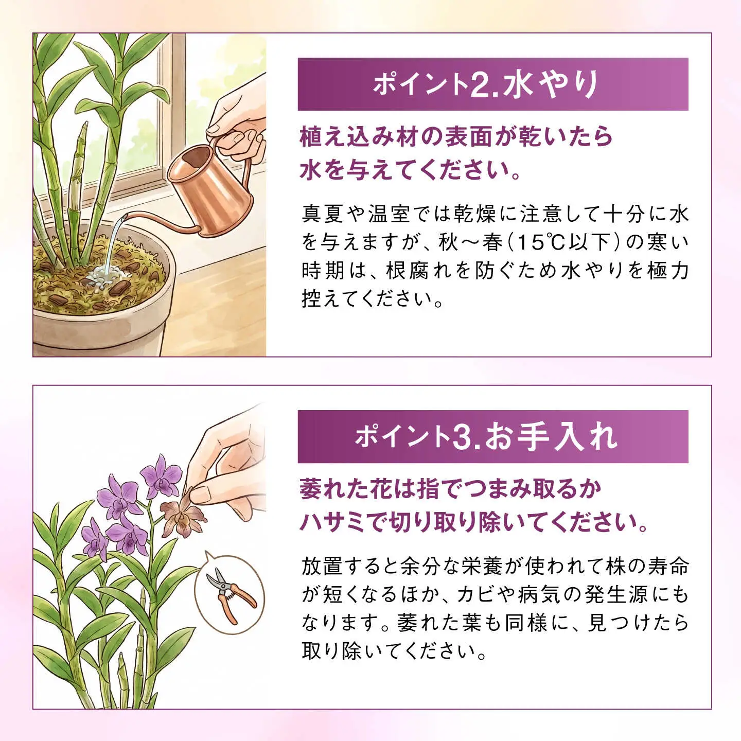 【お中元対象】【30セット 限定 】 デンファレ （ 洋蘭 ） 5本 立ち 《糸島》【和饗エコファーム株式会社】 蘭 洋蘭 デンファレ 花 インテリア お祝い 贈り物 [AVI003]