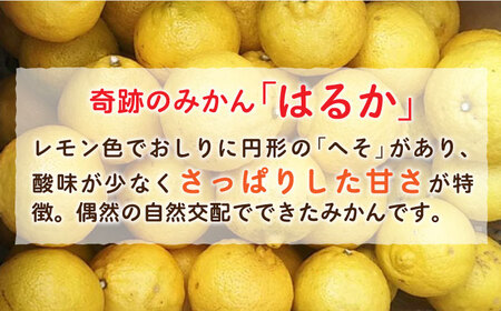 【 限定 25セット ！ 】 はるか みかん アイス クリーム 8個 セット 《糸島市》【あいしん食品株式会社】 [AGI001] フルーツ