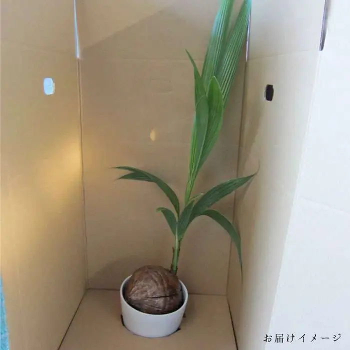 ココヤシ 観葉植物 《糸島》【はざま園芸】[AND004]