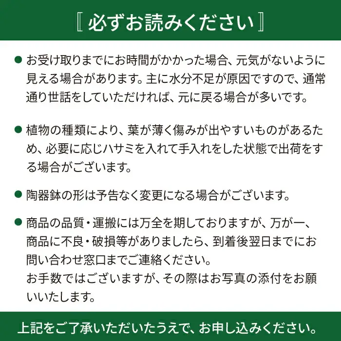 サンセベリア ・ ゴールデン ハニー 糸島市 / cocoha [AWB007] 観葉植物 グリーン インテリア