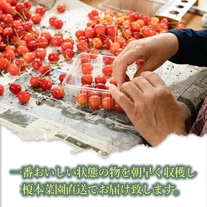 【令和9年産】さくらんぼ 紅秀峰 バラ詰め700g（2Lサイズ以上） 榎本菜園 K-953