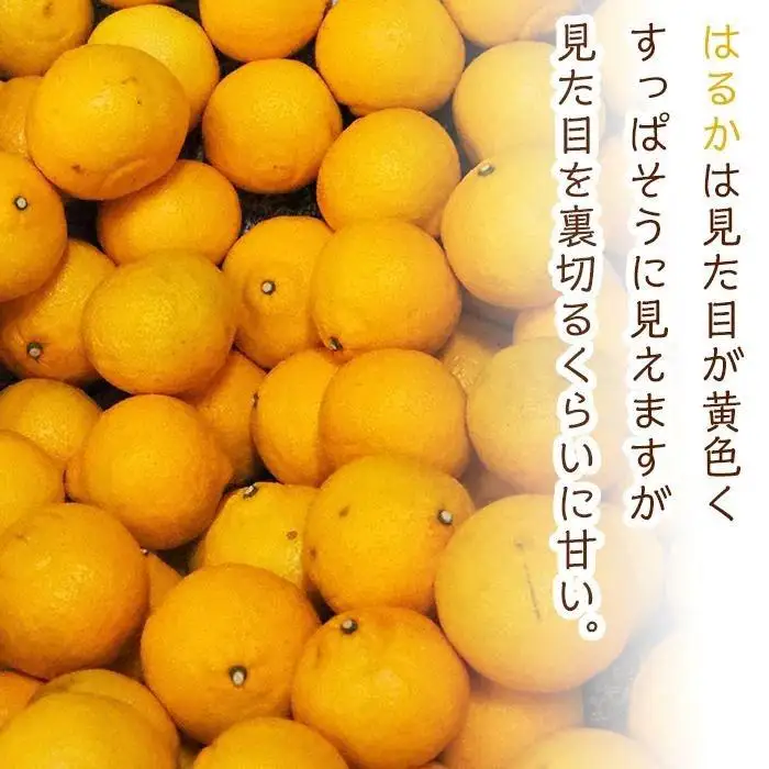 旬の柑橘詰め合わせ（約3kg）2027年3月上旬〜発送予定
