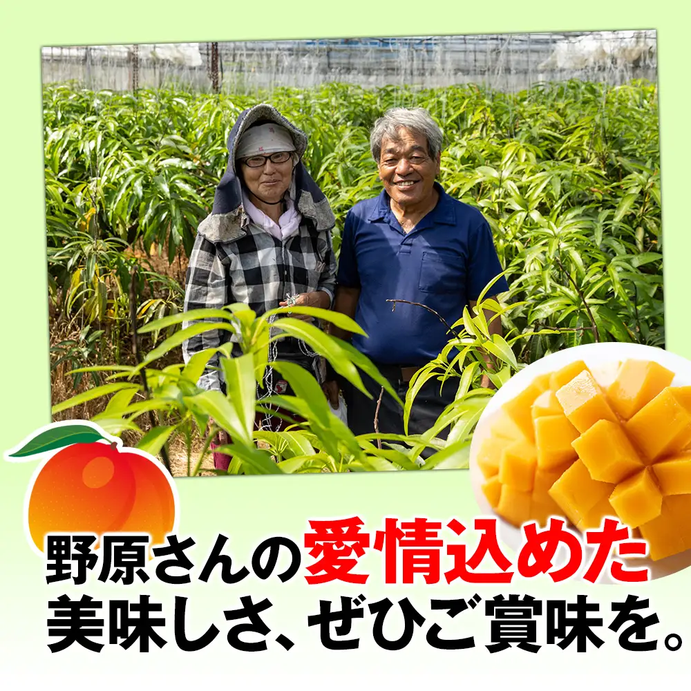 【2027年発送】すみれ農園のアーウィンマンゴー家庭用1.5kg