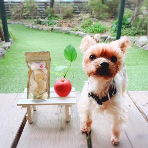FB148_【10月～5月20日まで順次発送】犬の無添加おやつ☆お砂糖不使用ドライりんご４個