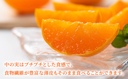 みかん はるみ A品 ちょいきず フルーツ 柑橘 みかん