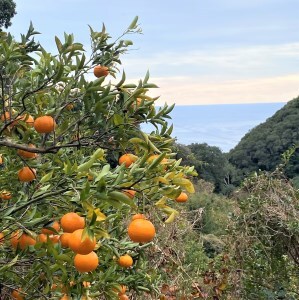 令和9年1月発送予定 ＜訳あり＞ぽんかん  3.5kg 高糖度 みかん 柑橘 甘い ジューシー 完熟 フルーツ 果物 ビタミンC 旬 M～2Lサイズ 減農薬 乳酸菌生成液 産直 季節限定 家庭用【R01342】