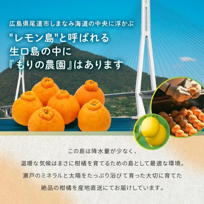 贈答用ハウスせとか化粧箱8玉～12玉｜瀬戸内産 せとか