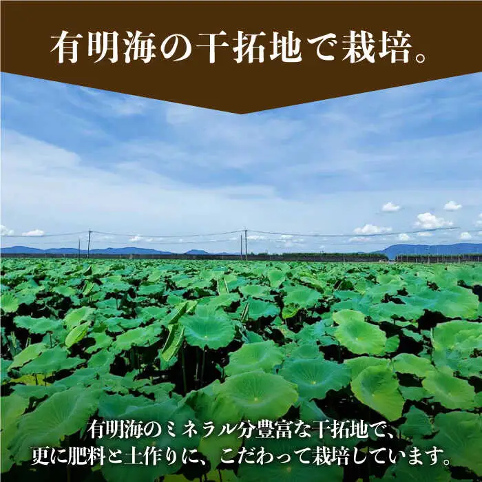 【2026年9月～発送】洗いれんこん 約2kg（500g×4袋）/ れんこん [IAS003]