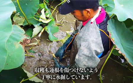 【2026年9月～発送】洗いれんこん 約3kg / れんこん [IAS004]