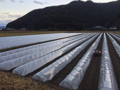 朝採り！土佐の春ブロッコリー（大玉6個）春野菜 ブロッコリー やさい 栄養 健康 ビタミンC おいしい 美味しい レシピ付き おかず お弁当 サラダ 料理 ギフト 贈答 国産【R00133】