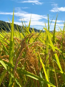 【令和7年度米】武川米農林48号 25㎏ [h100]