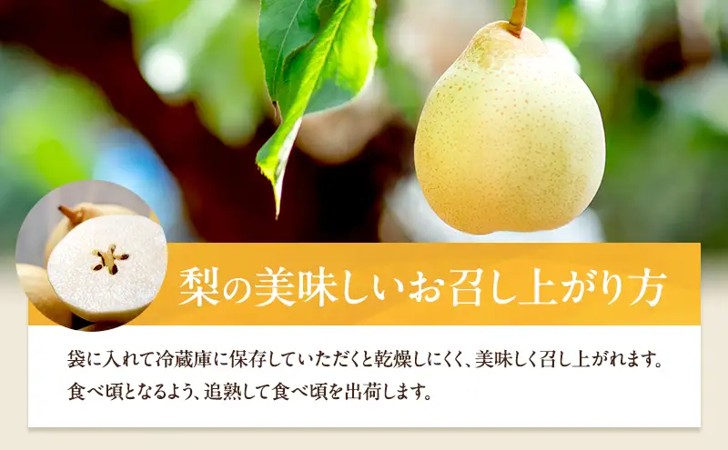 梨 2026年 先行予約 備前乙女梨（鴨梨） 6～9玉 合計約4kg 岡山県産 梨
